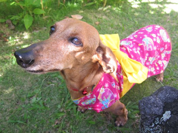 Dog Kimono from Inu Inu Hawaii