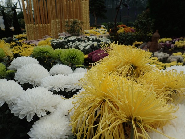 While we were there, the Flower Dome was bursting with chrysanthemums. This display changes seasonally.
