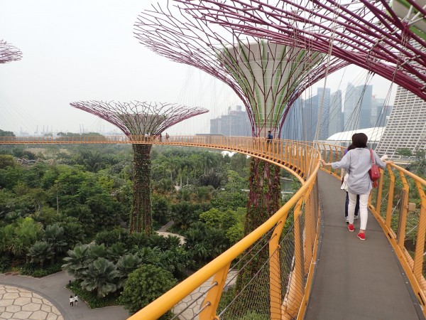 There is an elevated walkway, the OCBC Skyway, between two of the larger Supertrees where you can take in panoramic aerial view of the gardens and surrounding city.