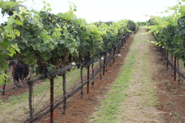 The vineyards are MauiWine at ‘Ulupalakua in Upcountry Maui.