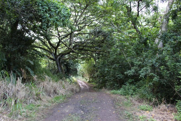 The first part of the trail, which is flat and wide.