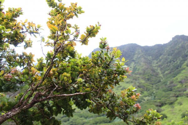 We found a lot of native trees on this part of the trail, including ‘ōhiʻa.