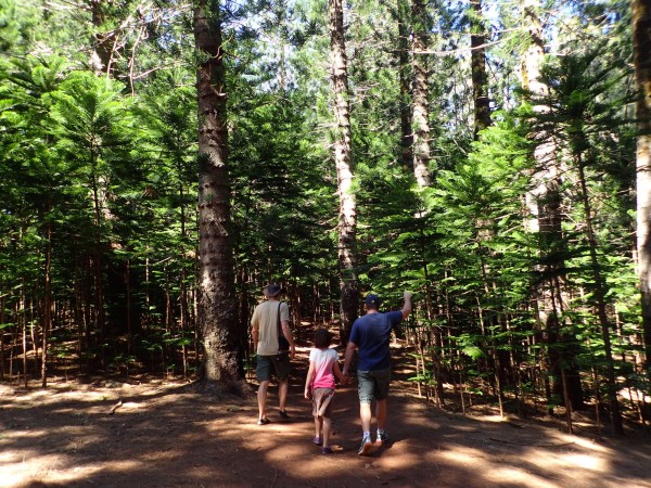 A family walking through the grove of Cook pines.