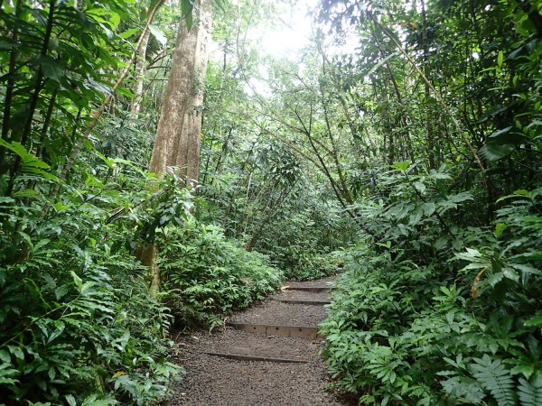 This hike is an easy walk through a lush rainforest.