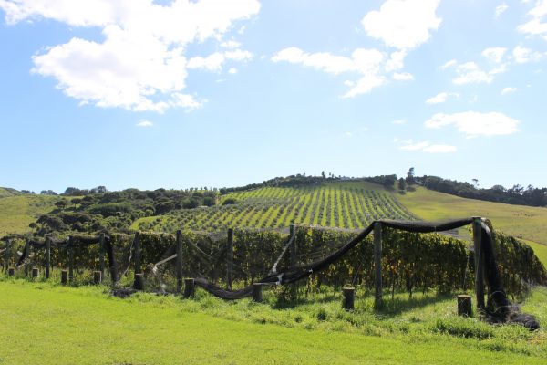 The vineyards at Te Motu Vineyard, our first stop.