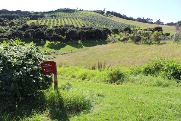 There are wine trails all over Waiheke Island. This one connected Te Motu with several other vineyards in the area.