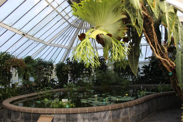 Inside the Begonia House with lush tropical and temperate plants including a variety of vibrant large blooming tuberous begonias, orchids, Hippeastrum, lotus and tropical lilies. 