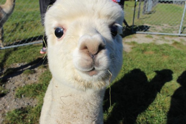 There are two types of alpaca — Huacaya and Suri. Huacaya make up about 90 percent of the alpaca in New Zealand.