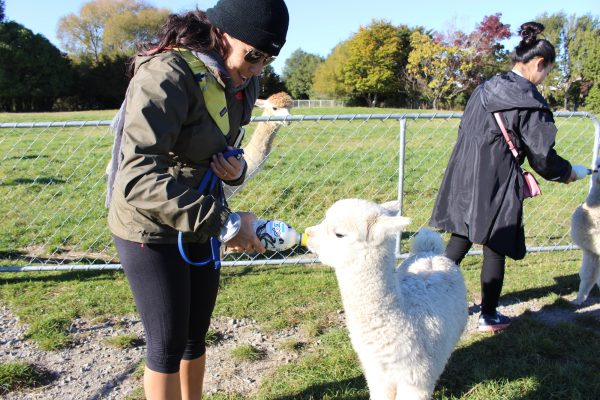 Part of the farm tour is bottle-feeding baby alpaca. This one is just three months old.