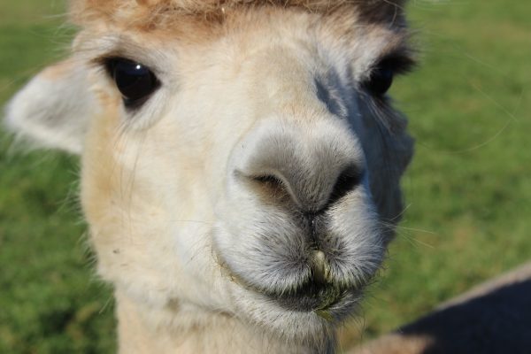 Aside from being adorable, alpaca are prized for their luxurious, soft, warm fleece.